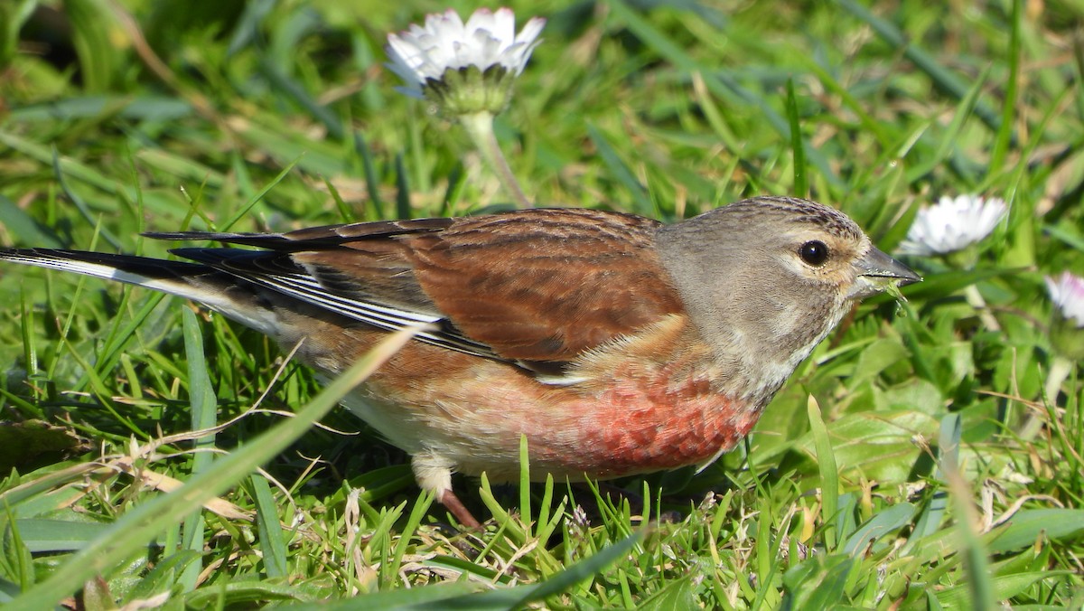 Eurasian Linnet - ML633360062