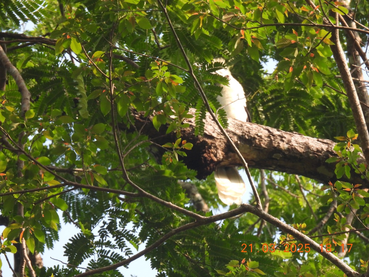White-crowned Hornbill - Sally Hill