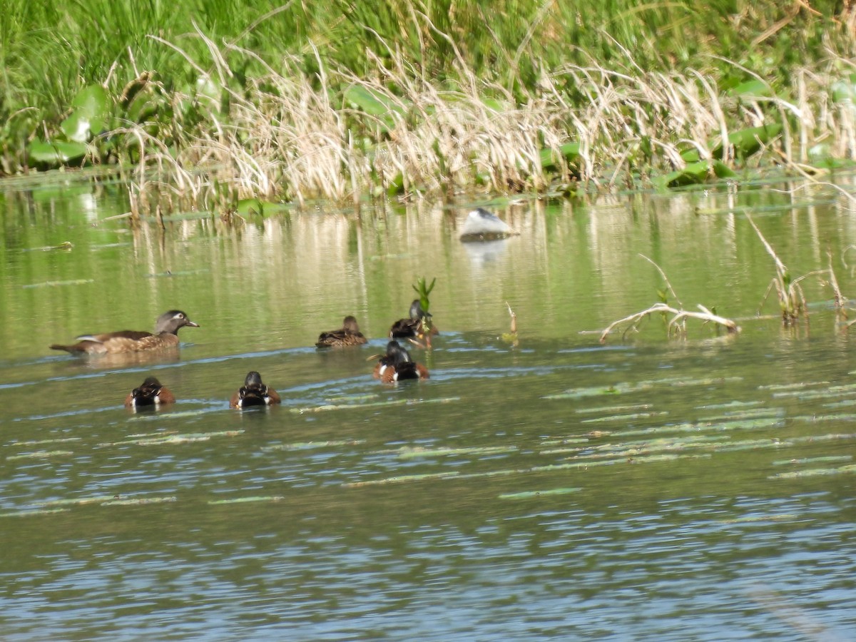 Wood Duck - ML633360165