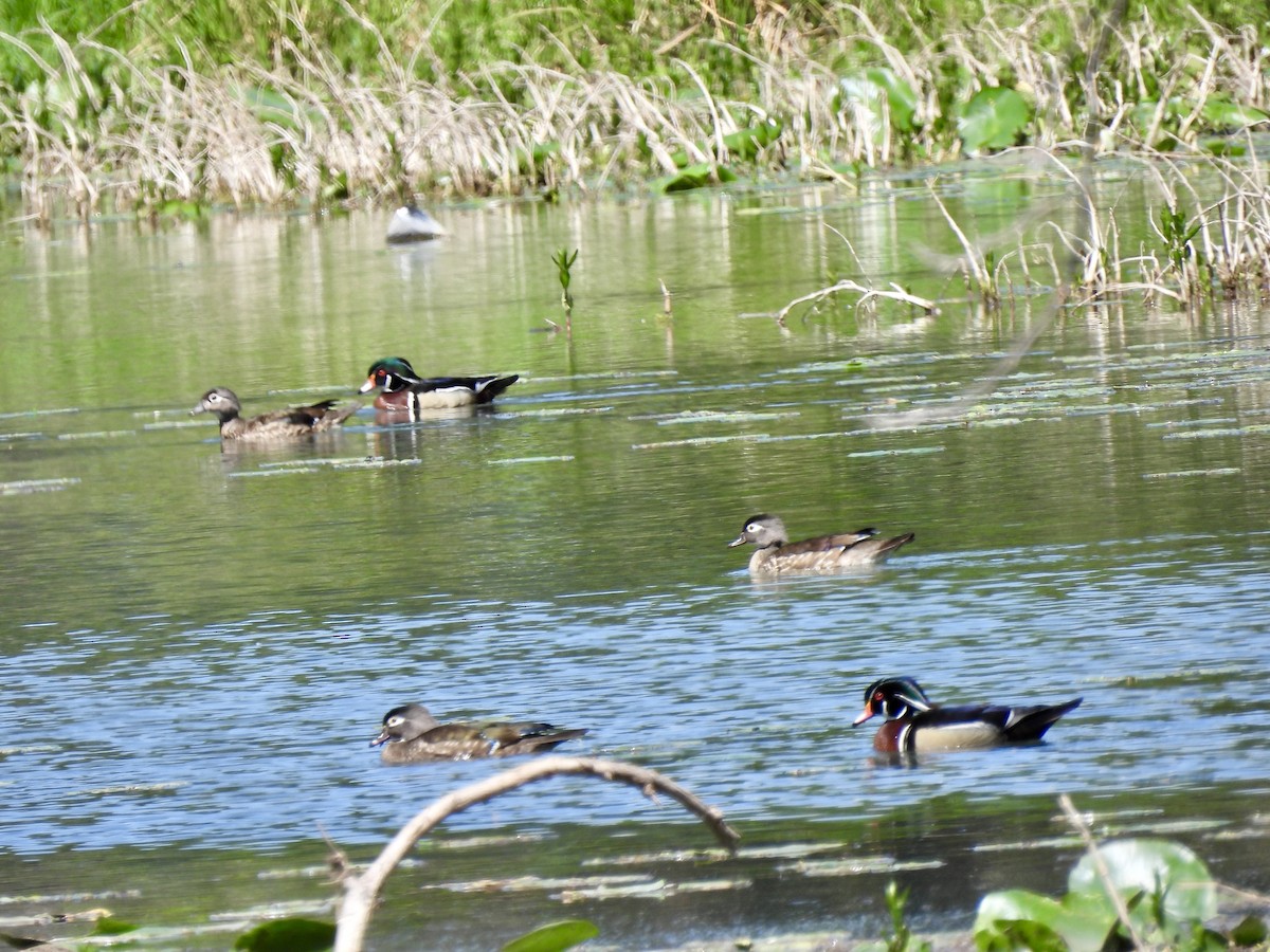 Wood Duck - ML633360166