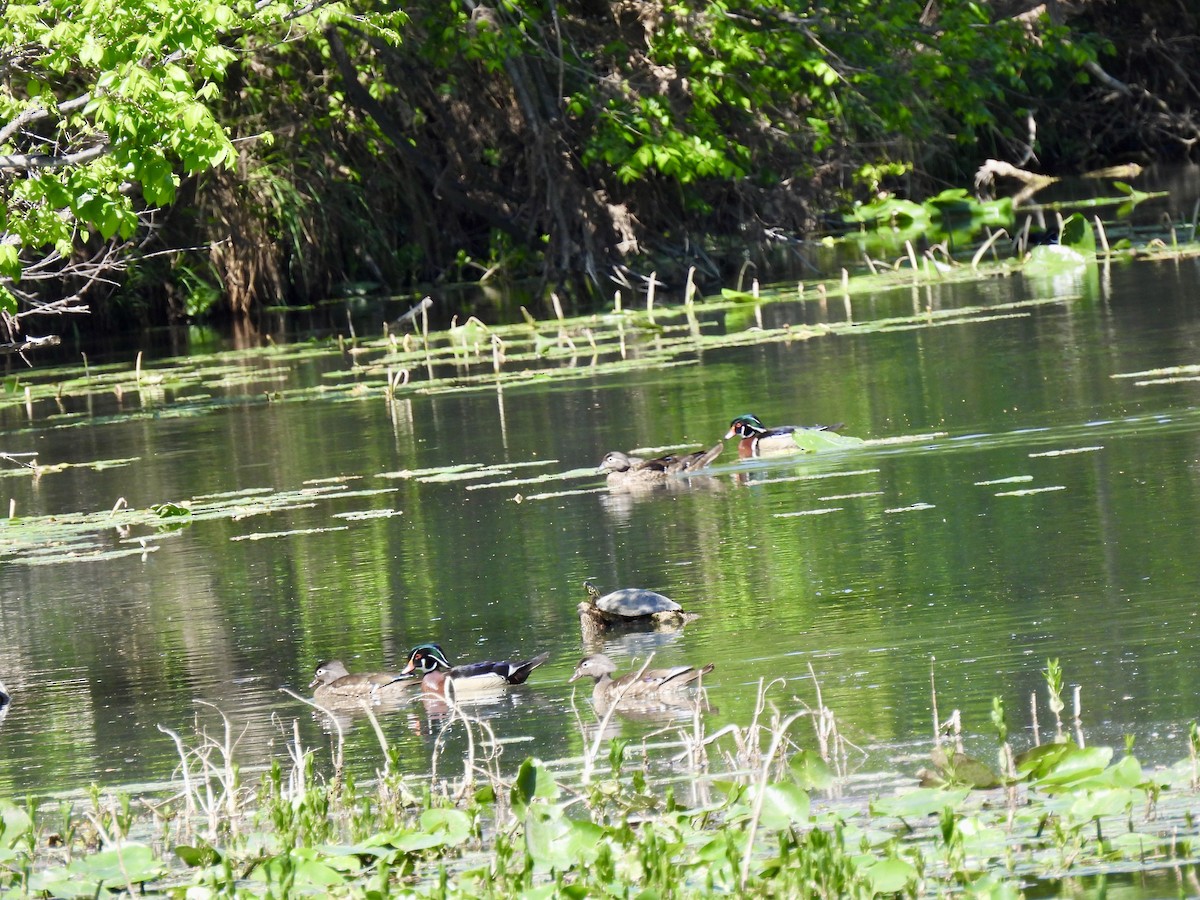 Wood Duck - ML633360167