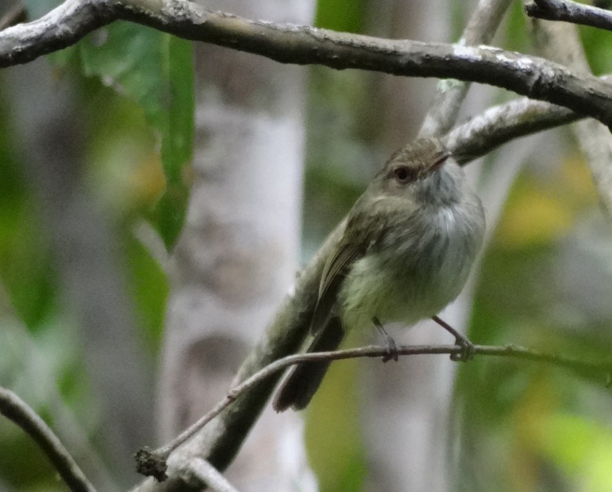 Helmeted Pygmy-Tyrant - ML633360177