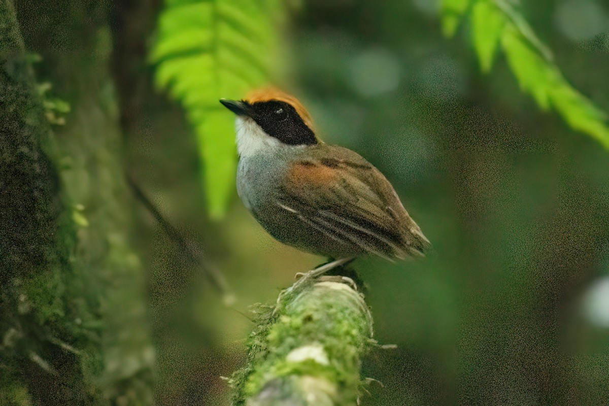 Black-cheeked Gnateater - ML633360298