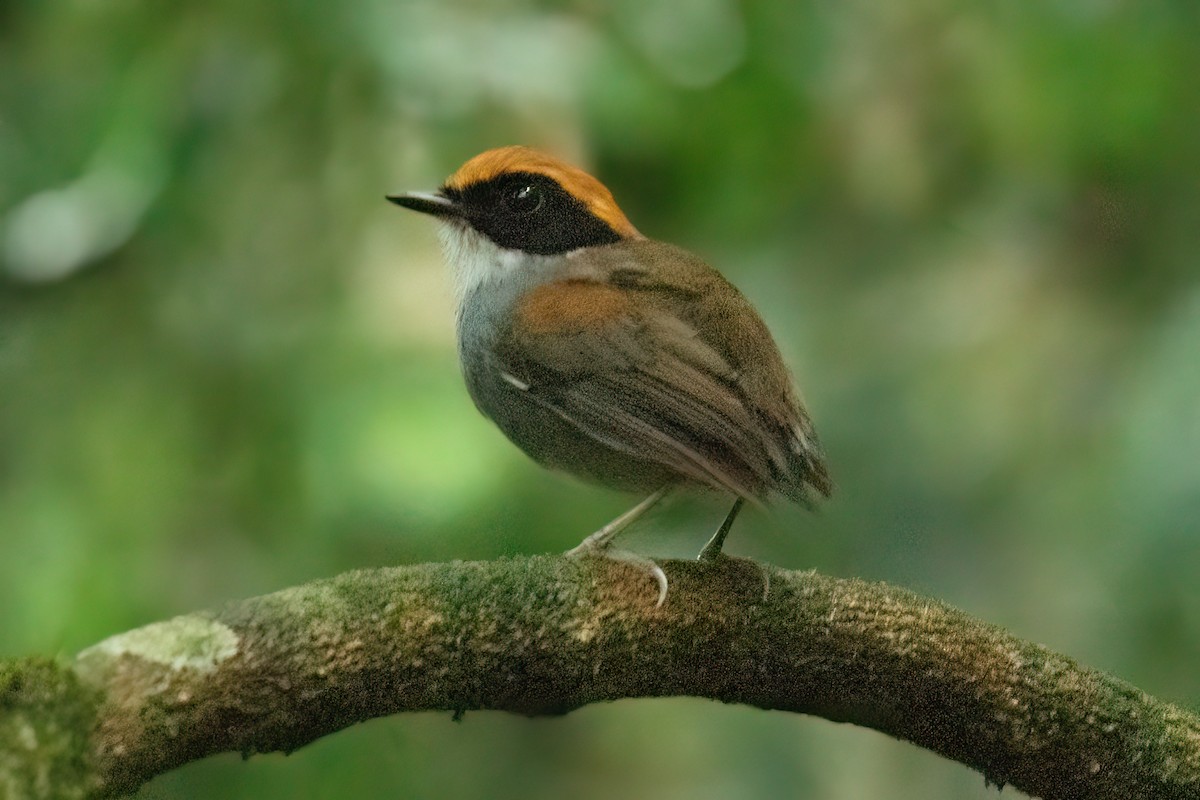 Black-cheeked Gnateater - ML633360299