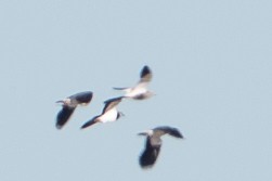 Sociable Lapwing - ML633360338