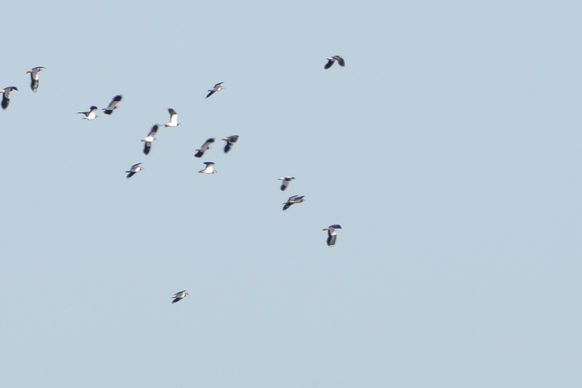Sociable Lapwing - ML633360339