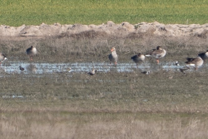 Sociable Lapwing - ML633360340