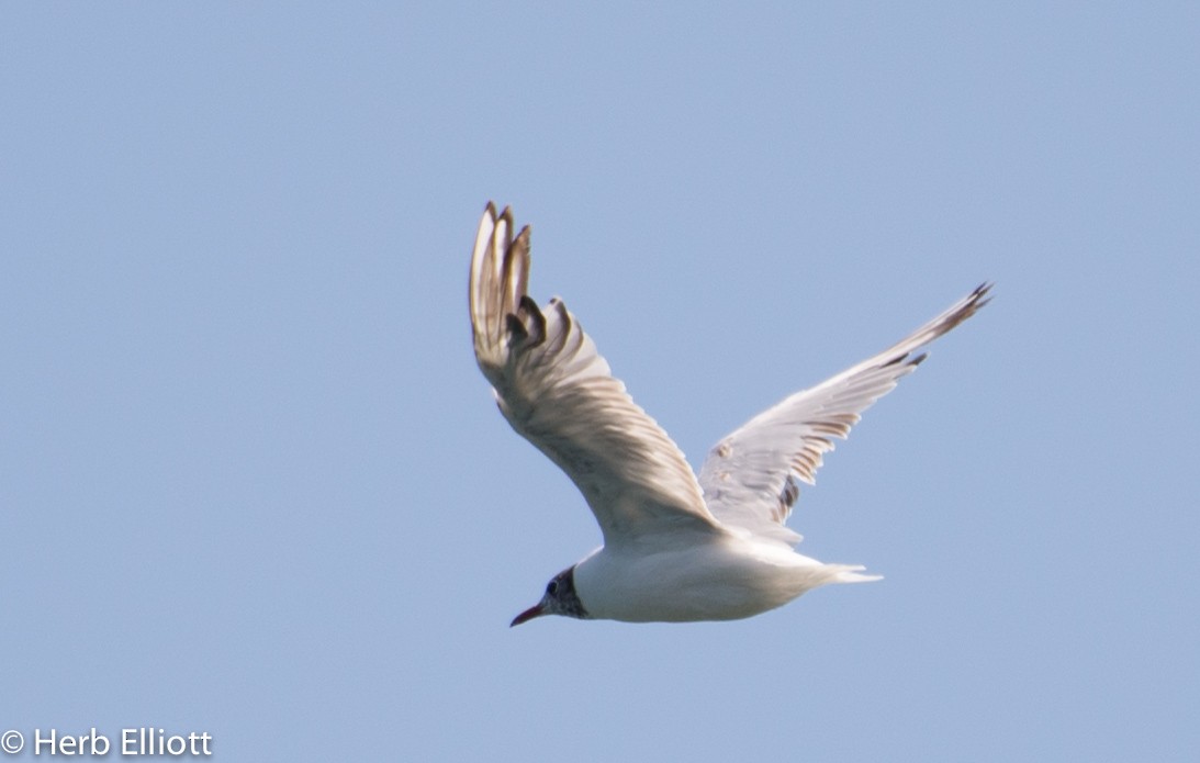 Mouette rieuse - ML63336041