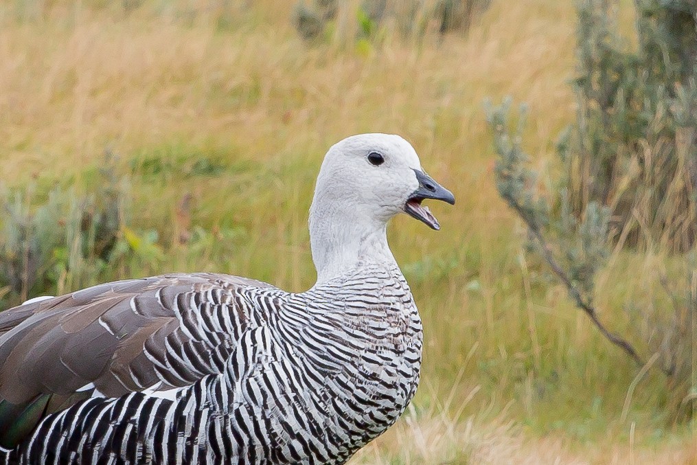 Upland Goose - ML633360442