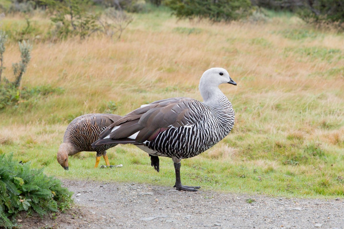 Upland Goose - ML633360443