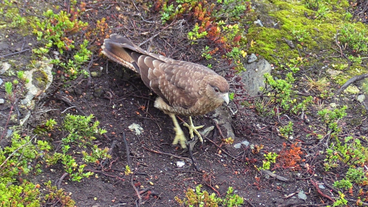 Chilean Hawk - ML633360457