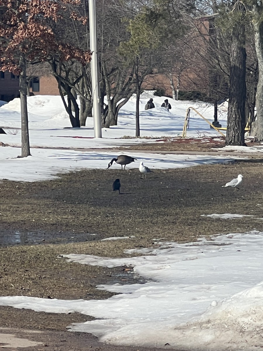 American Herring Gull - ML633360471