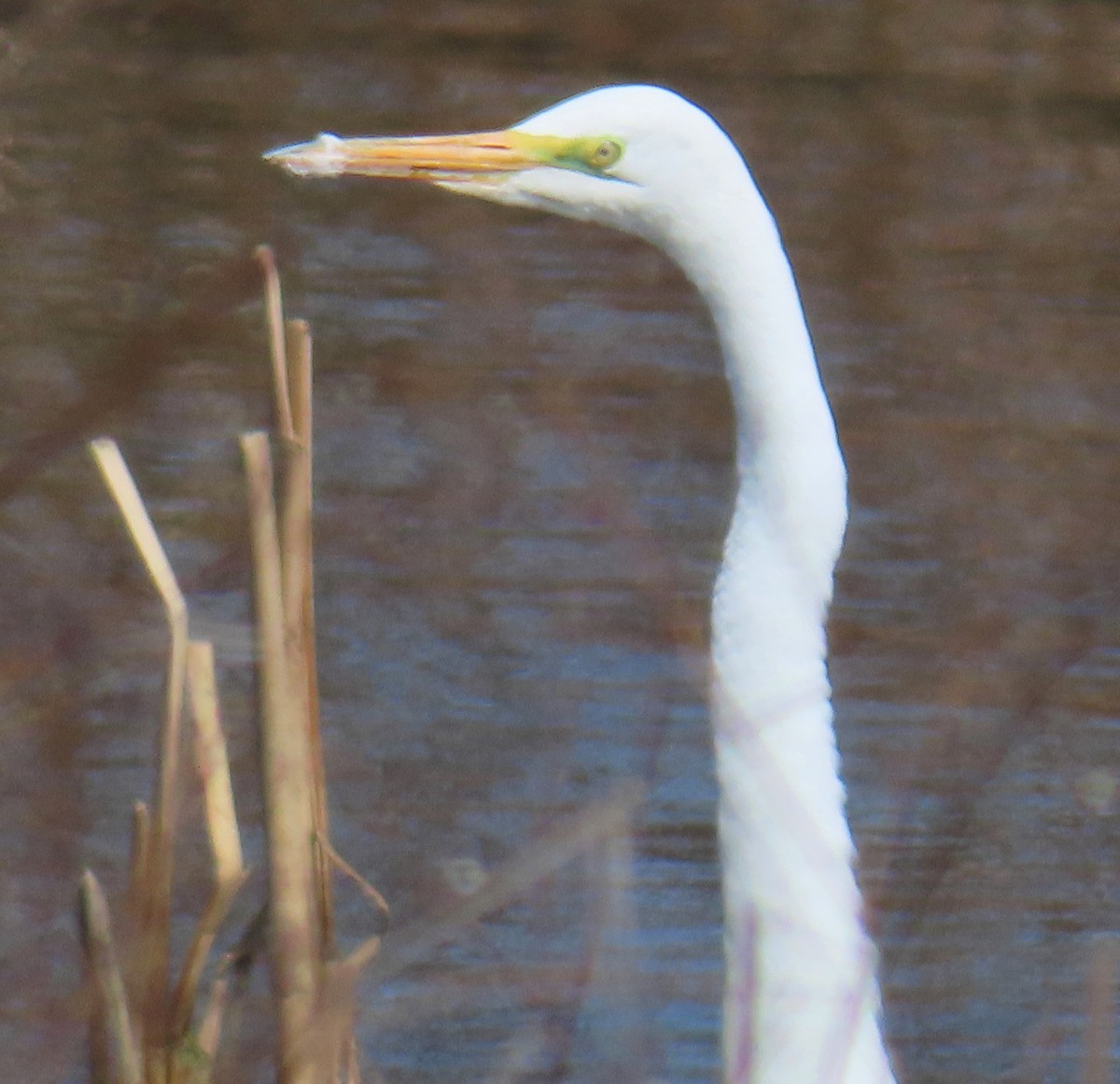 Great Egret - ML633360506