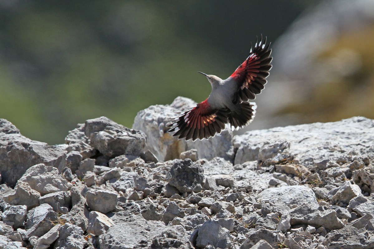 Wallcreeper - ML63336051