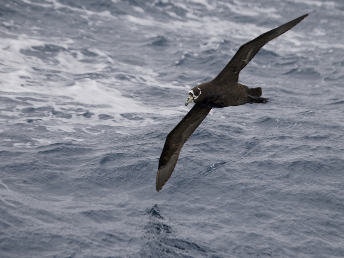 Spectacled Petrel - ML633360559