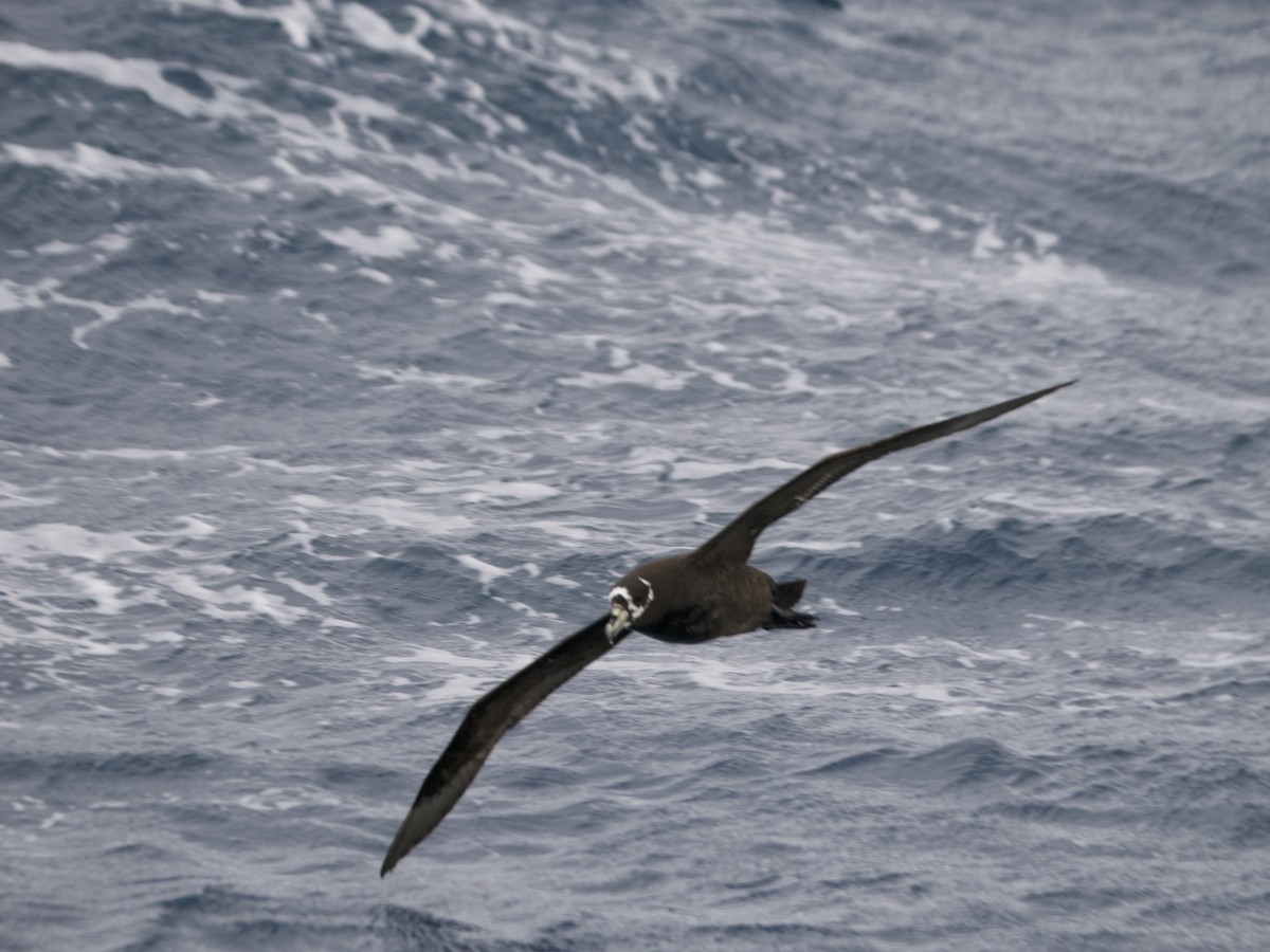 Spectacled Petrel - ML633360560
