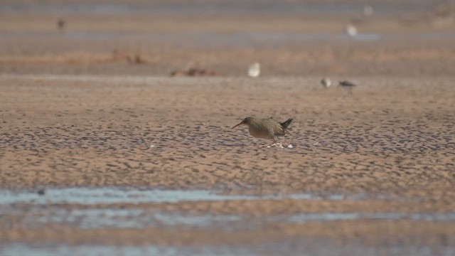 Ridgway's Rail (Yuma) - ML633360631