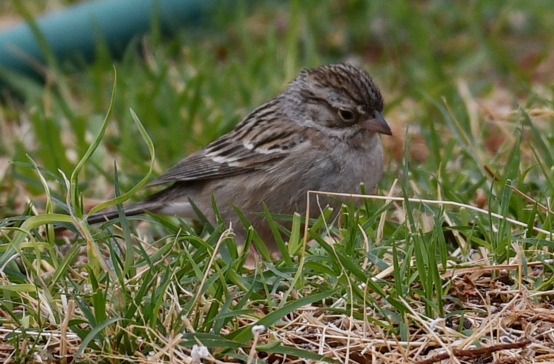 Brewer's Sparrow - ML633360727