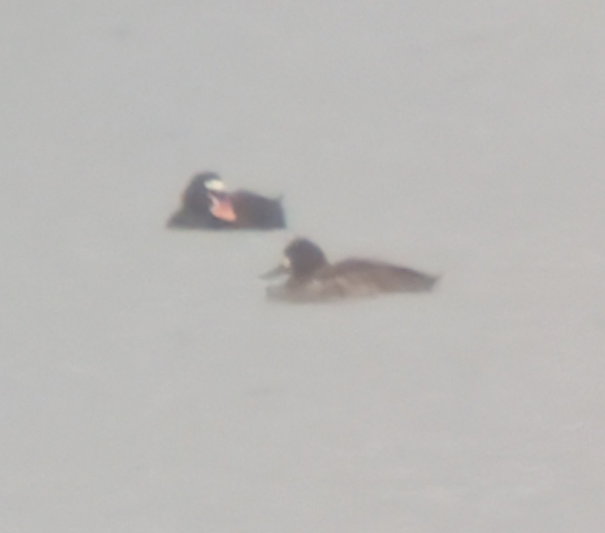 Surf Scoter - ML633360735