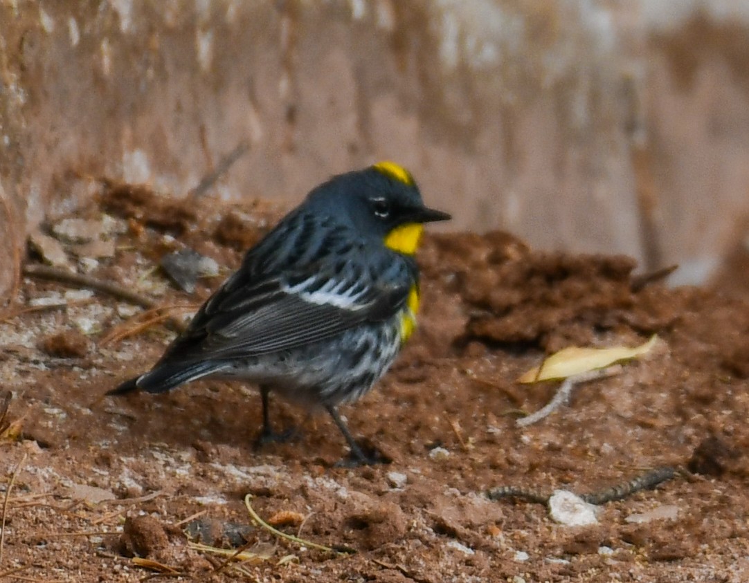 Yellow-rumped Warbler - ML633360737