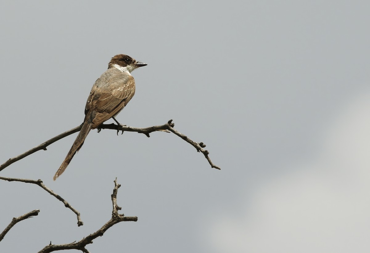 Fork-tailed Flycatcher - ML633360785