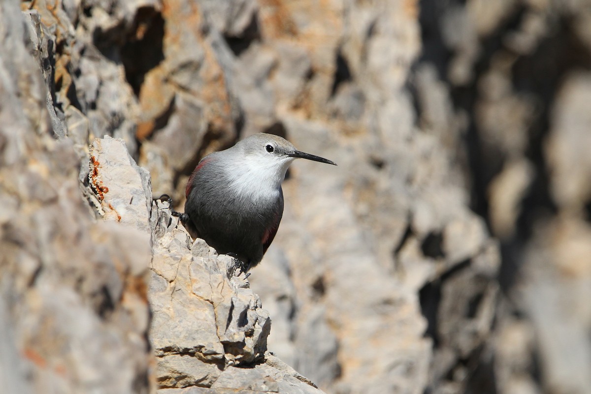 Wallcreeper - ML63336081