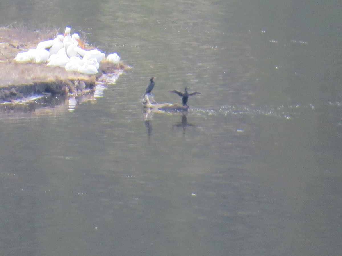 Double-crested Cormorant - ML633360816