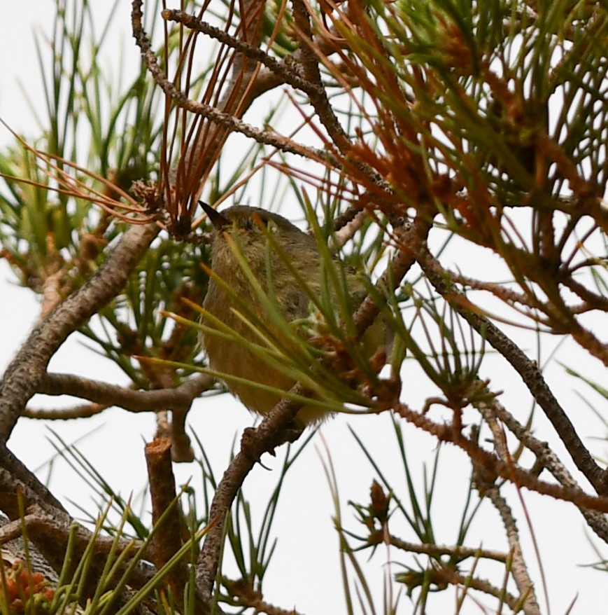 Ruby-crowned Kinglet - ML633360826
