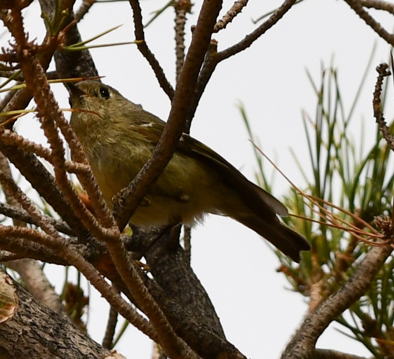 Ruby-crowned Kinglet - ML633360830