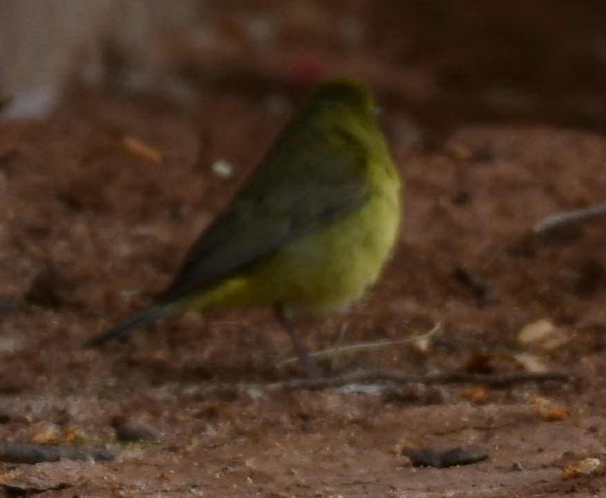 Orange-crowned Warbler - ML633360858