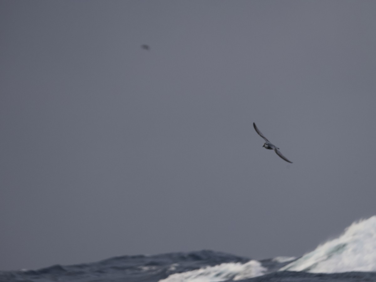 Antarctic Prion - ML633360963