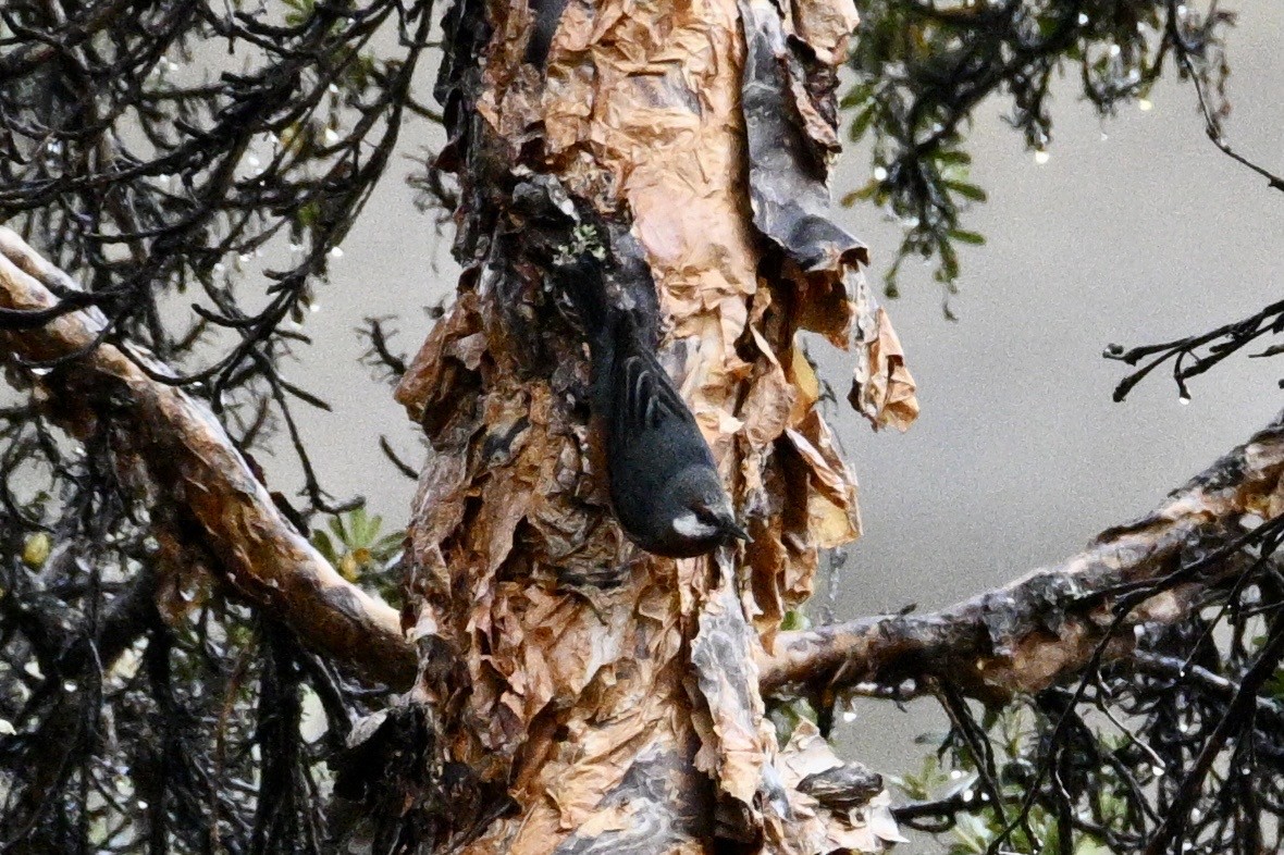 Giant Conebill - ML633360981