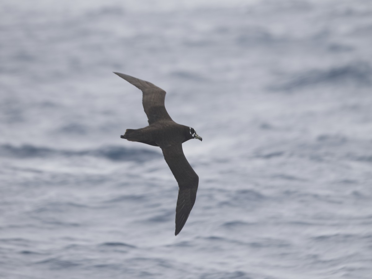 Spectacled Petrel - ML633361011