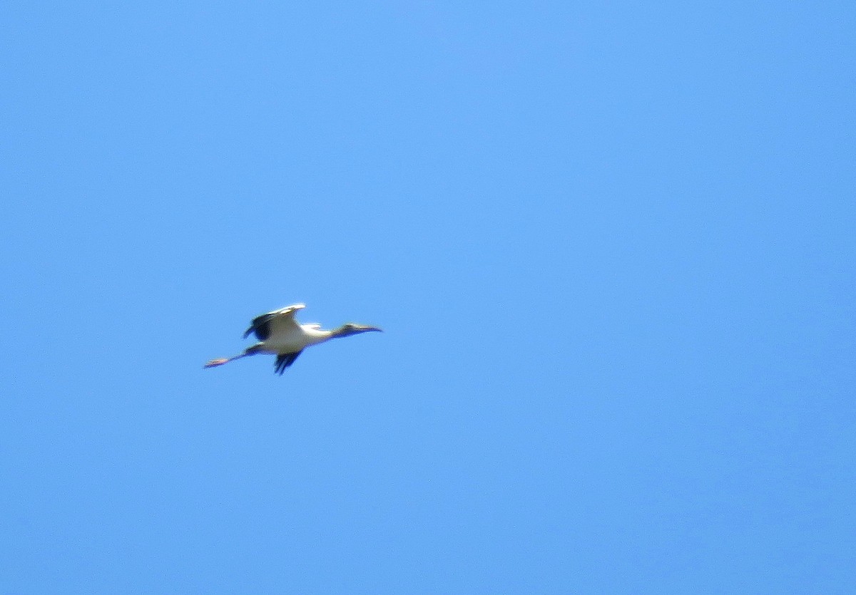 Wood Stork - ML633361031