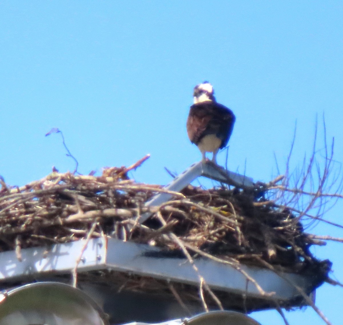 Osprey - ML633361037