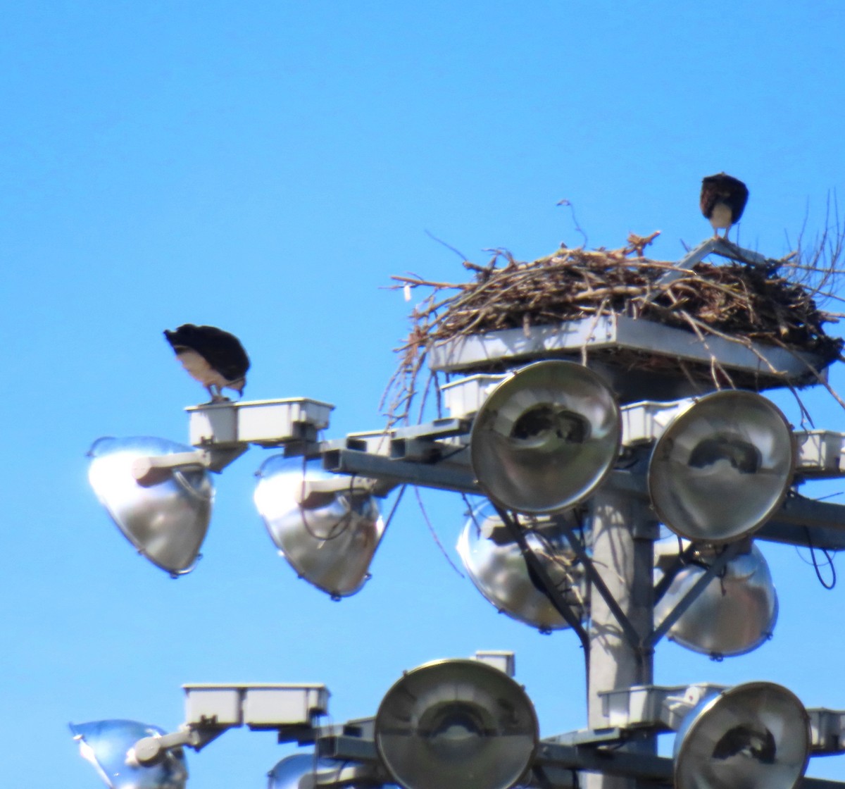 Osprey - ML633361042