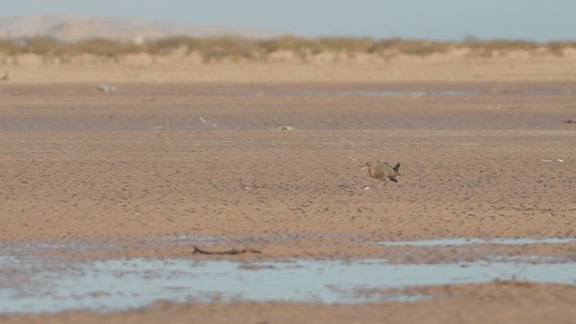 Ridgway's Rail (Yuma) - ML633361085