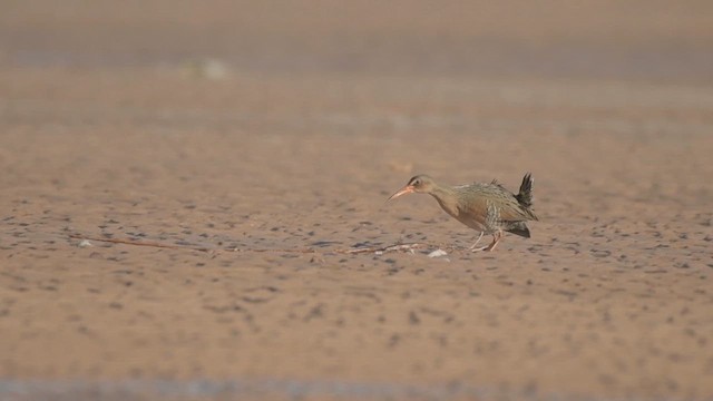 Ridgway's Rail (Yuma) - ML633361151