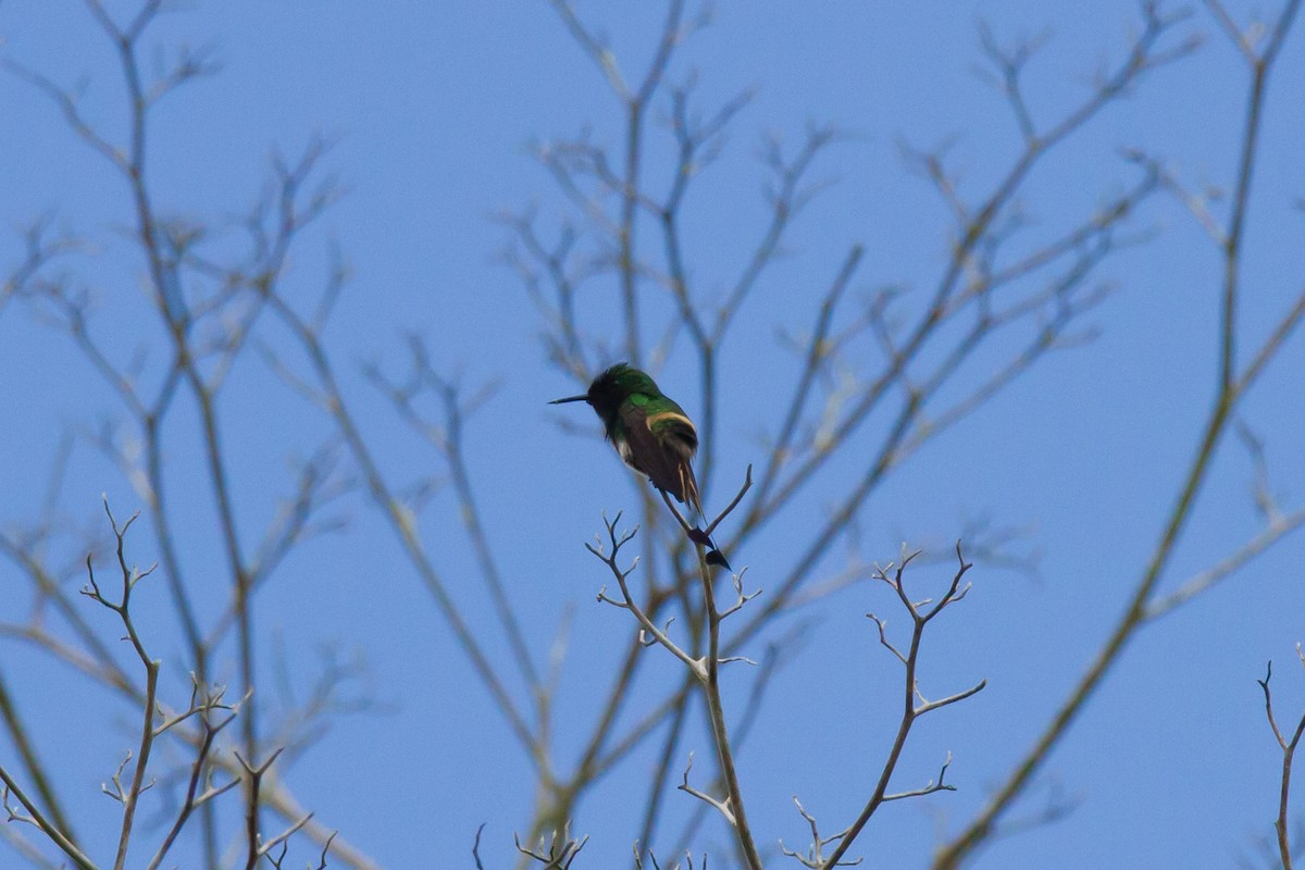 Racket-tipped Thorntail - ML633361159
