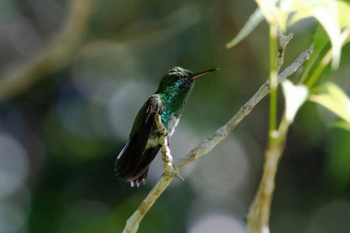 Blue-chinned Sapphire - ML633361298