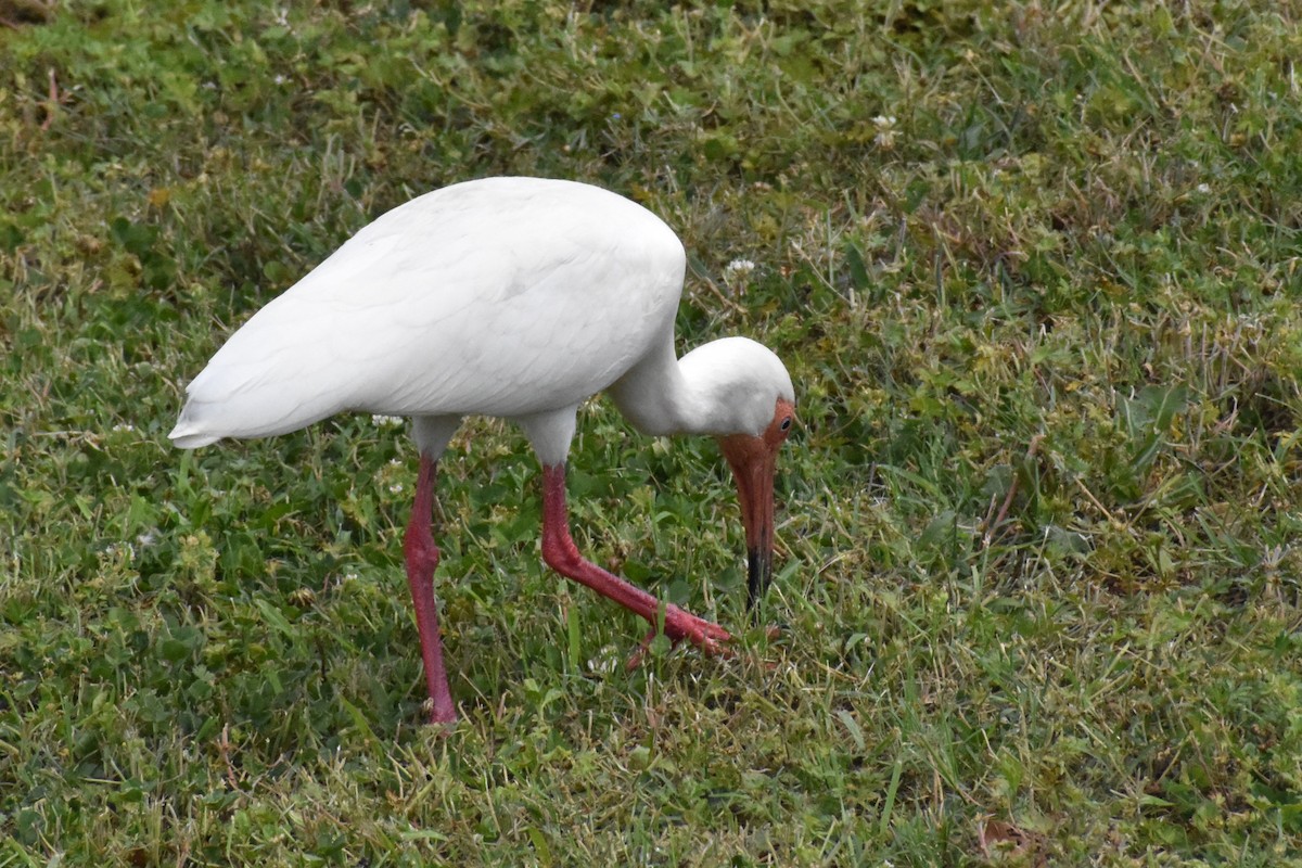 White Ibis - ML633361300