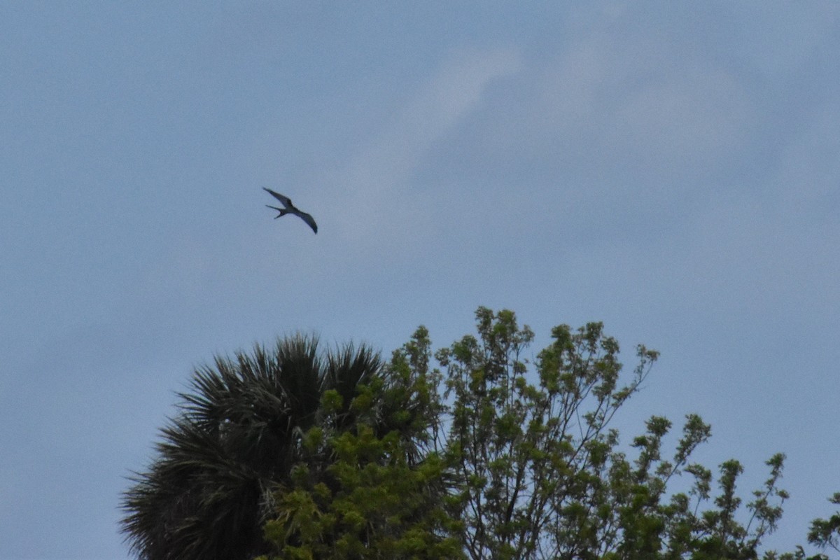Swallow-tailed Kite - ML633361305