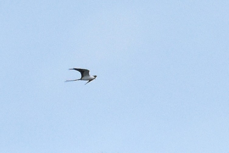 Swallow-tailed Kite - ML633361306