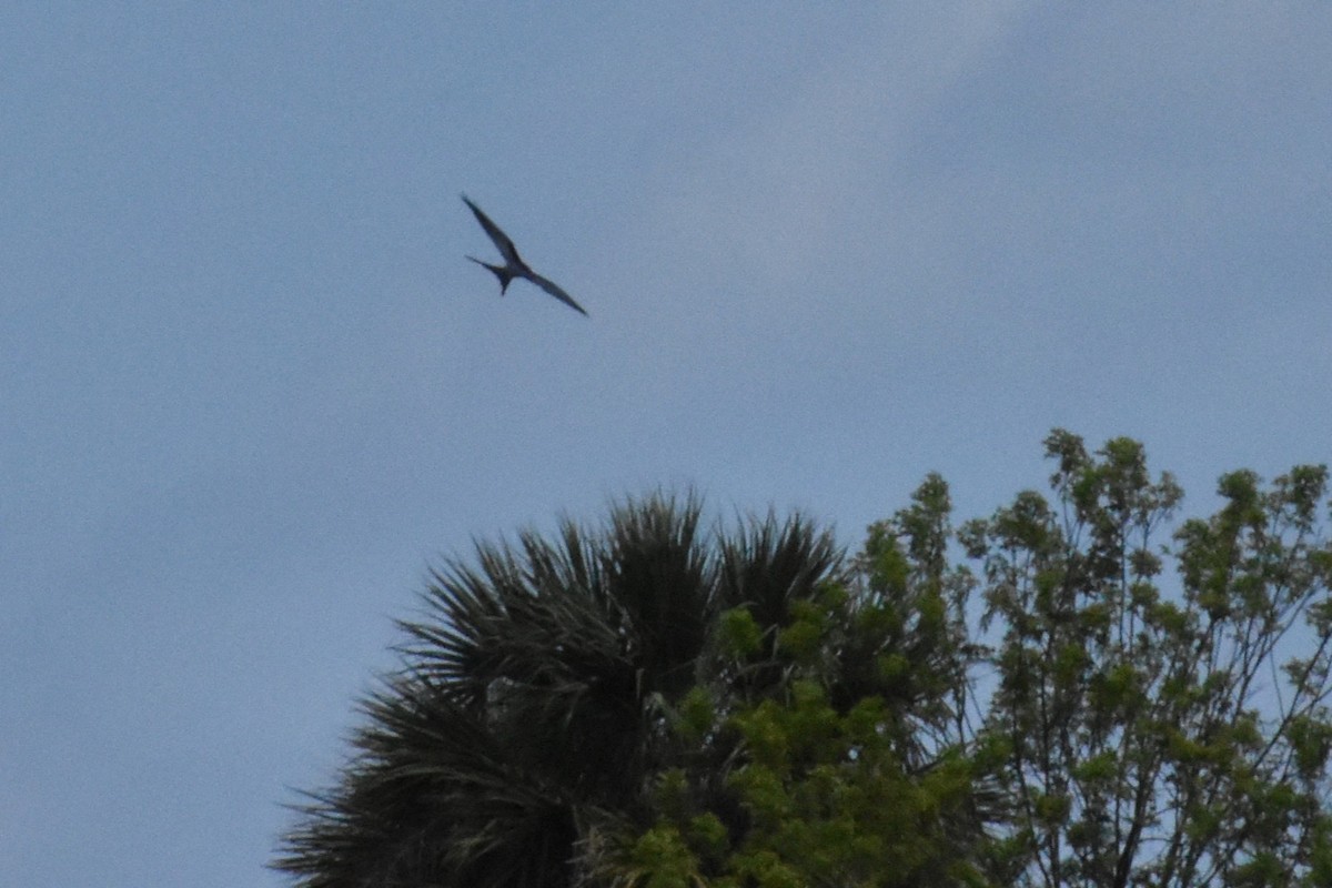 Swallow-tailed Kite - ML633361307