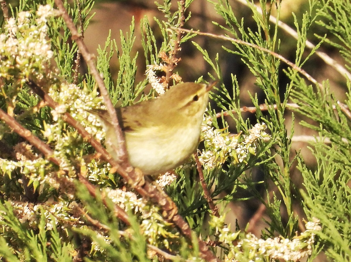 Willow Warbler - ML633361324
