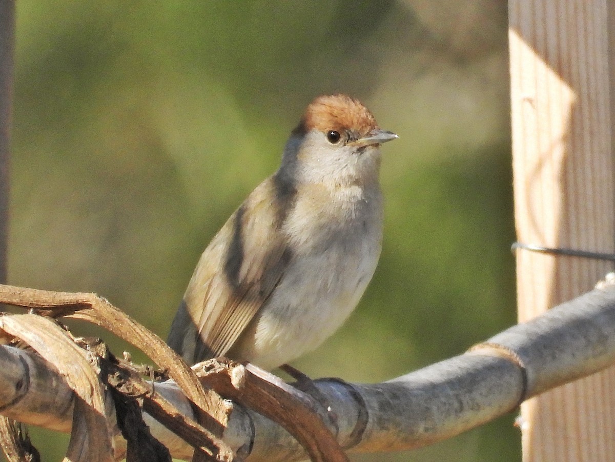 Eurasian Blackcap - ML633361333