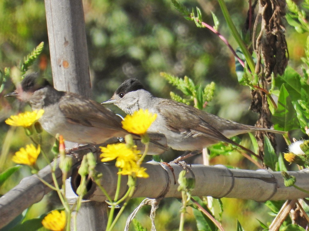 Eurasian Blackcap - ML633361340