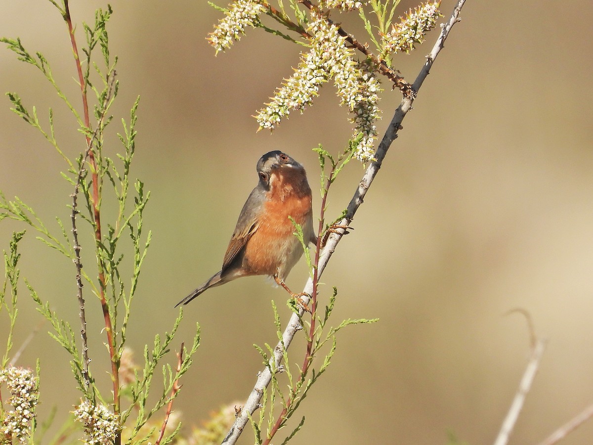 Western Subalpine Warbler - ML633361375