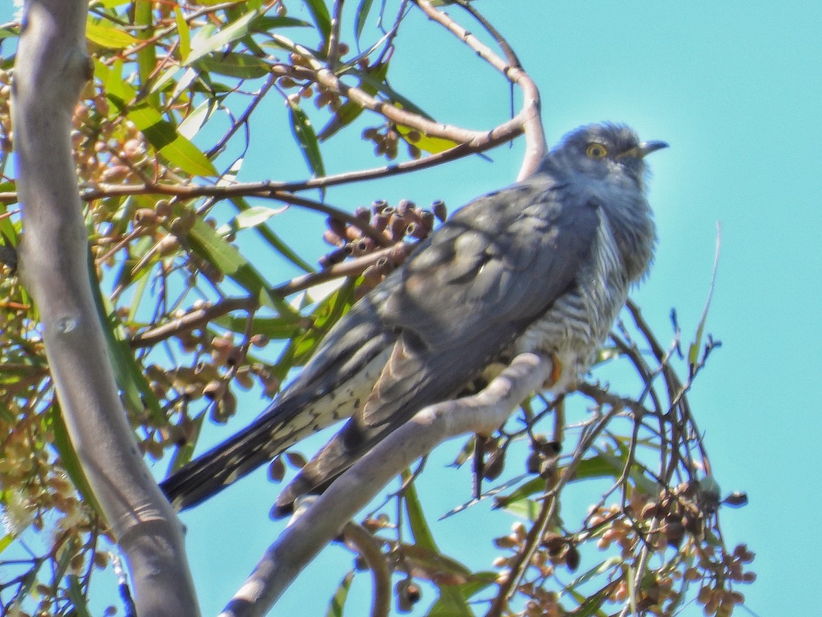 Common Cuckoo - ML633361416