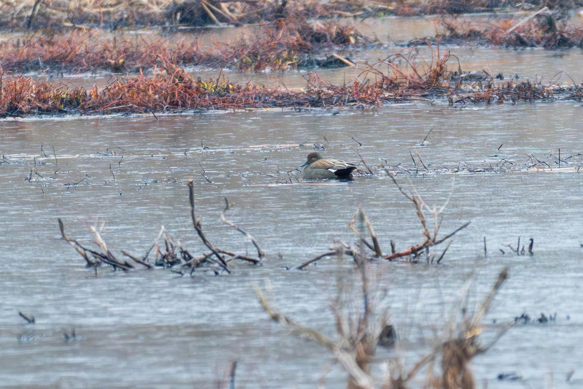 Gadwall - ML633361432